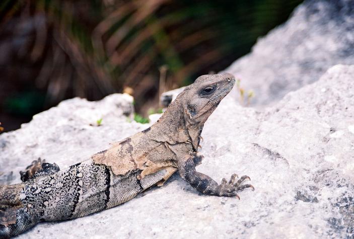 iguana - Tulum, Mexico