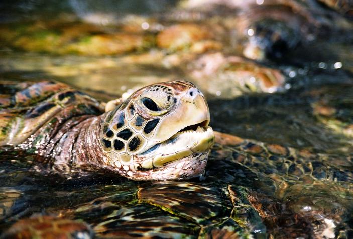 turtle - Grand Cayman