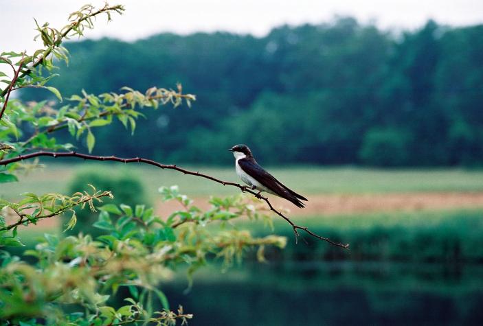 tree swallow - Montgomery County, PA
