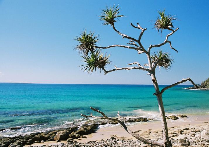 noosa beach tree - Noosa, Queesland Australia