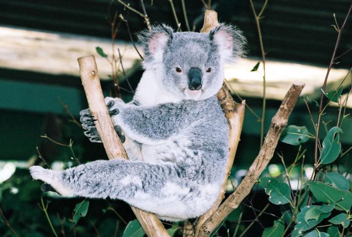 koala balancing act - Lone Pine Koala Reserve, Brisbane Australia