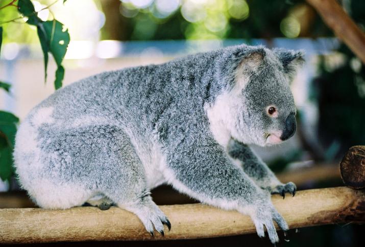 koala on branch - Lone Pine Koala Reserve, Brisbane Australia