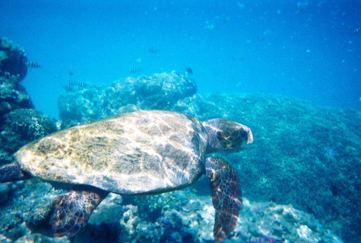 September '03 in Australia - Great Barrier Reef, Australia