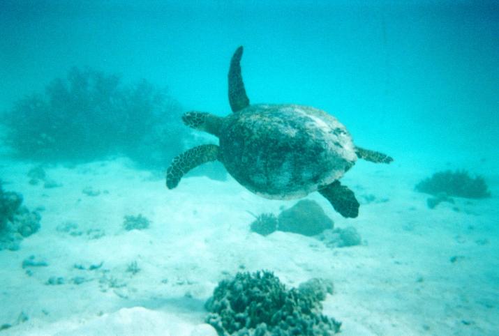 September '03 in Australia - Great Barrier Reef, Australia