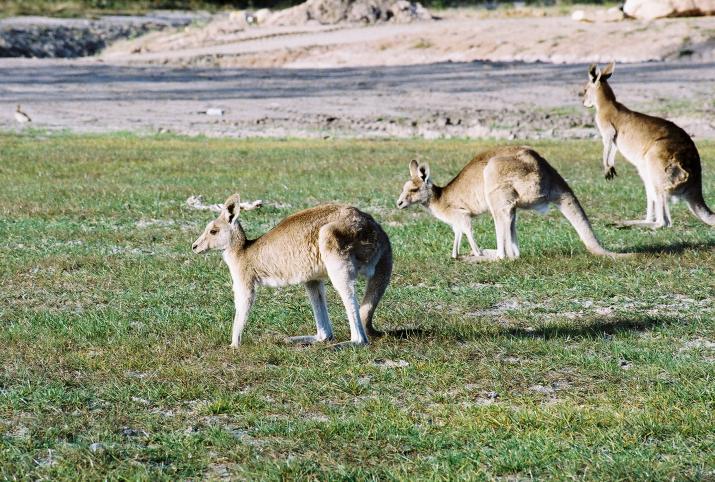 September '03 in Australia - Bribie Island, Australia