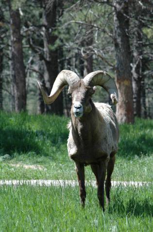 bighorn sheep - Bear Country Wildlife Park, Black Hills, SD