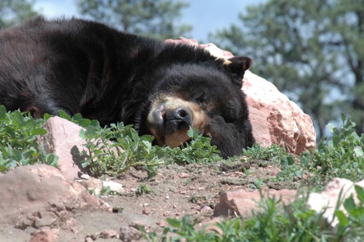 north american black bear - Bear Country Wildlife Park, Black Hills, SD