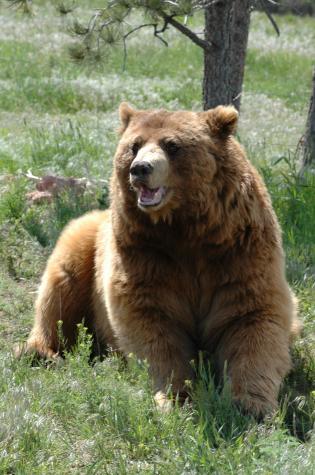 grizzly bear - Bear Country Wildlife Park, Black Hills, SD