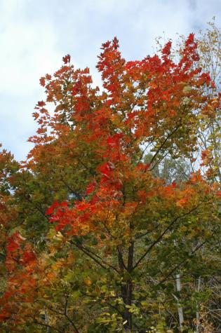red leaves - Berkshires, MA