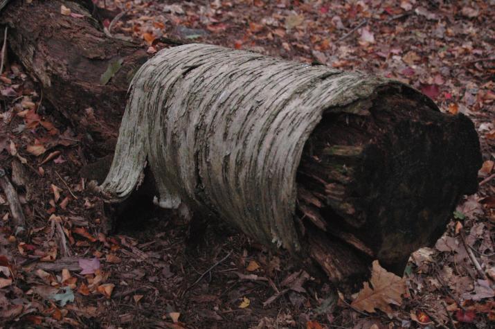 log with curly bark - Berkshires, MA