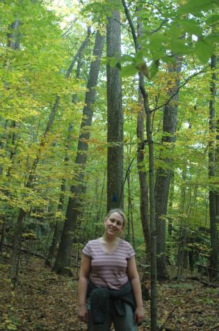 heather in the trees - Berkshires, MA
